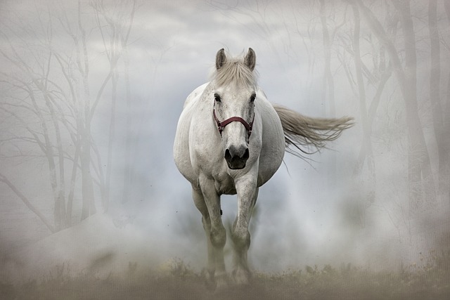 Mastering Horse Lead Ropes: Essential Guide for Australian Equestrians