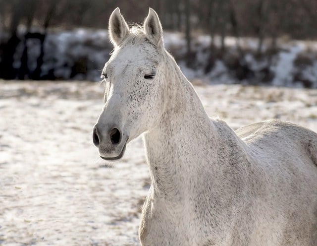 Master Horse Bonding with Effective Lead Techniques