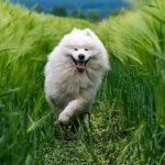 Revolutionize Pet Grooming: Benefits of Modern Blowout Services
