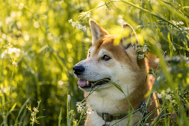 Gentle Flea & Tick Treatment: A Paw-sitive Approach with Paw4Paws