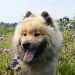 Streamline Your Paw4paws Dog Grooming Business: Efficient Booking Meets Customer Expectations