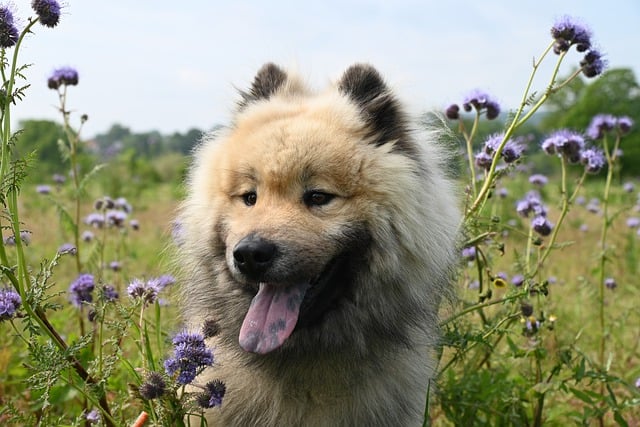 Streamline Your Paw4paws Dog Grooming Business: Efficient Booking Meets Customer Expectations