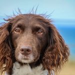 Mastering Paw4paws Dog Grooming: Competing Standards & Preparation Tips