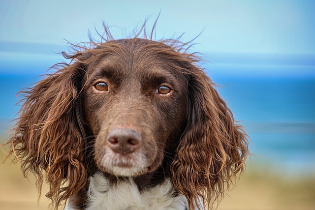 Mastering Paw4paws Dog Grooming: Competing Standards & Preparation Tips