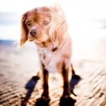 Paw4paws: Cage-Free Dog Grooming for Relaxed Canine Care
