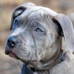 Paw4Paws Dog Groomers: Reliable Care for Albury Wodonga Furry Friends