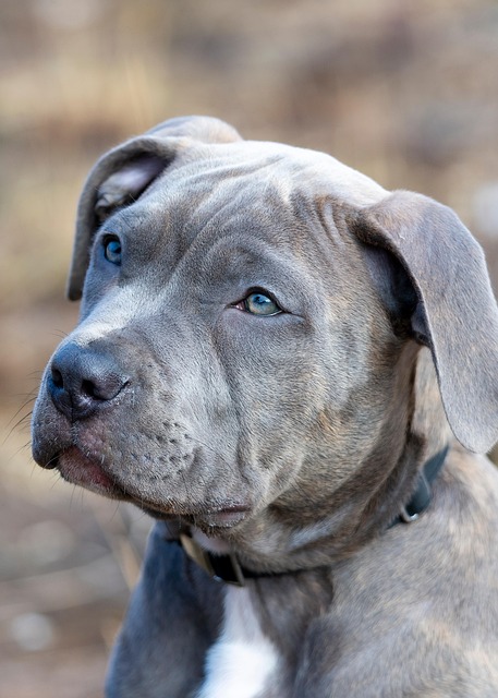 Paw4Paws Dog Groomers: Reliable Care for Albury Wodonga Furry Friends