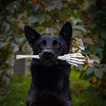 Revolutionize Pet Care: Exploring Blowout Services and Benefits