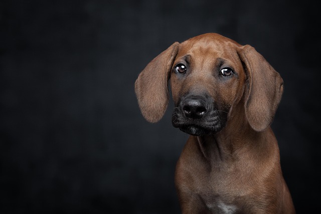 Gentle Flea & Tick Treatment: Paw4Paws Dog Grooming Guide