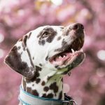 Paw4Paws Dog Groomers: Safe, Comfortable Transport for Pet Care