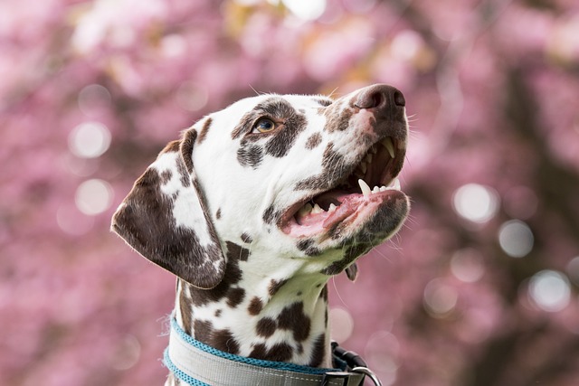 Paw4Paws Dog Groomers: Safe, Comfortable Transport for Pet Care