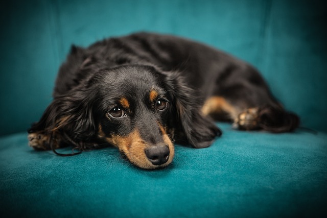 Proven & Trusted Door-to-Door Dog Grooming in Wodonga