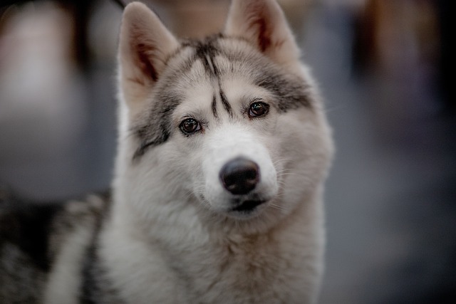 Paw4paws: Expert Flea Shampoo Care for Your Pet’s Health