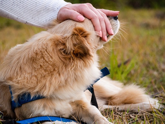 Paw4Paws Albury Wodonga: Doorstep Dog Grooming for Your Convenience