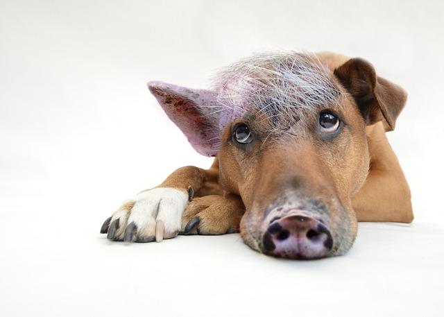 Albury Dog Wash: Calming Spaces for Anxious Pets at Paw4Paws