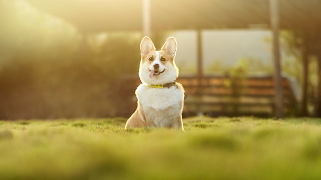 Trusted Dog Concierge: Innovative Services for Your Pet’s Premium Well-being