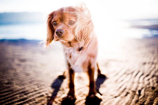 Paw4Paws: Trusted, Innovative Dog Concierge for Superior Flexibility