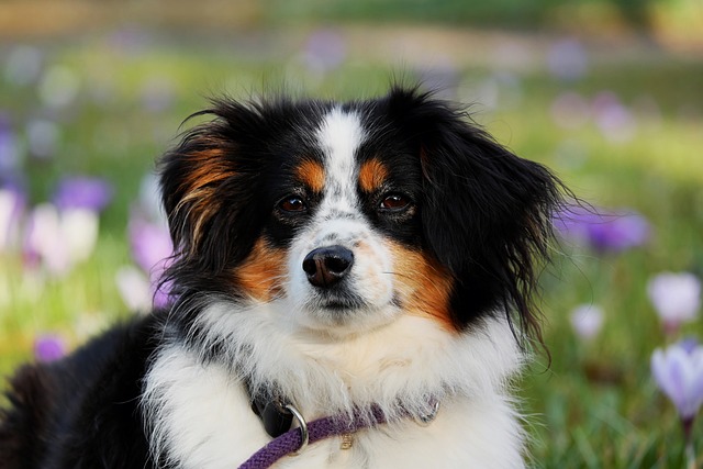 Paw4paws: Top Dog Grooming in Albury Wodonga for Optimal Health