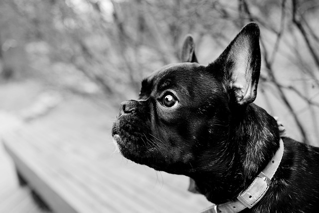 Paw4paws: Transform Your Dog’s Bath and Clip Experience