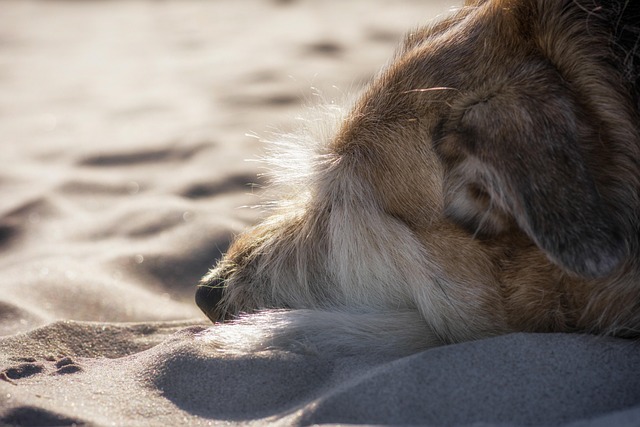 Paw4Paws Albury: Calming Anxiety with Professional Dog Washing