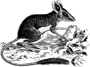npressfetimg-2528.png