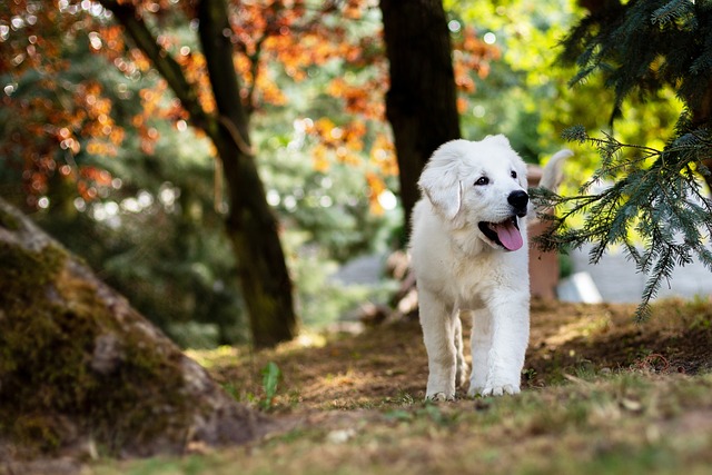 Trusted Dog Grooming in Wodonga: Paw4paws Offers Superior, Innovative Services Near You