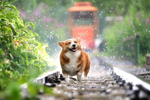 npressfetimg-2839.png