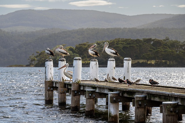 Unleash Local Growth: Top Businesses Flourish with Gold Coast Directory