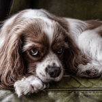 Paw4paws Dog Grooming: Quality Tools for Your Pet’s Well-Being