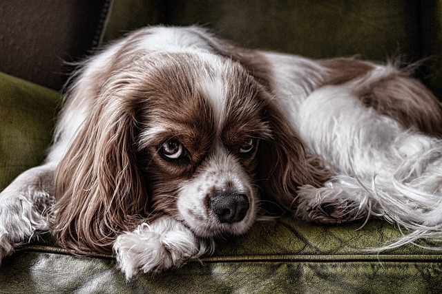 Paw4paws Dog Grooming: Quality Tools for Your Pet’s Well-Being