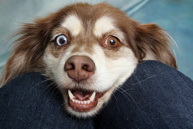 Paw4Paws Tea Tree Oil Shampoo: Antiseptic Care for Your Dog’s Coat