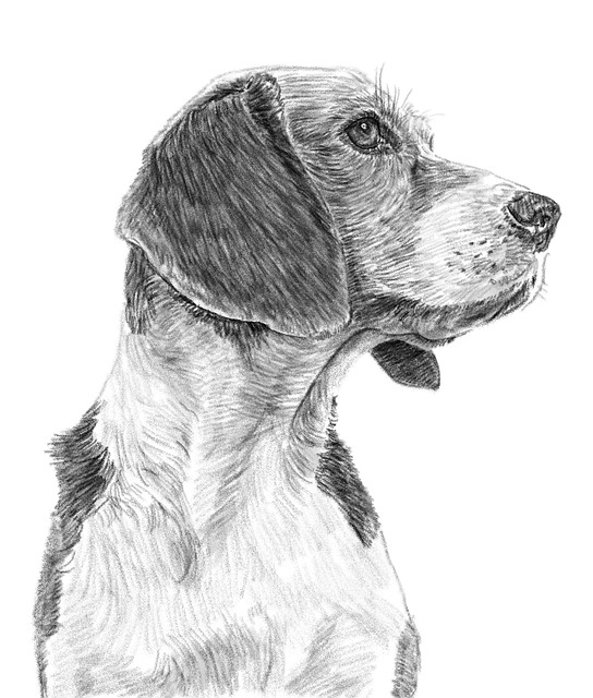 Elevate Your Pet’s Care: Trusted Paw4paws Dog Concierge for Superior Grooming