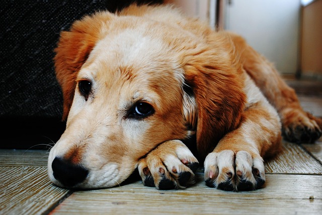 Albury Wodonga’s Trusted Paw Care: Innovative Dog Concierge Services by Paw4paws