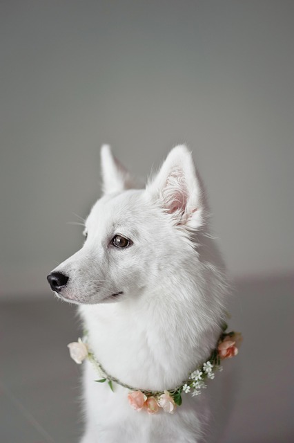Paw4paws Approach: Gentle Grooming for Stress-Free Dog Care