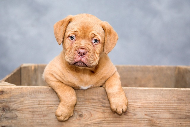 Doorstep Dog Grooming Albury: Paw4Paws’ Convenient Service for Busy Owners