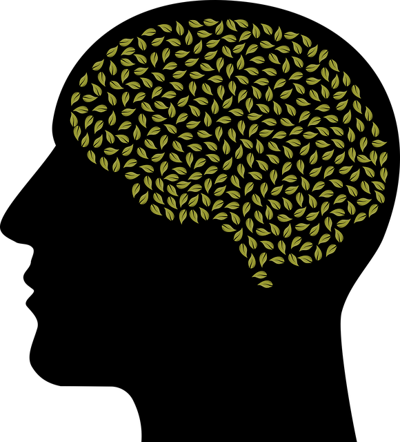 Experienced Clinicians: Supporting Australians with Body Dysmorphia at Evolving Minds Counselling