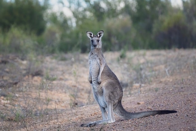 Discover Australia’s Wonders with Vacationer & Radiant Caravans for Untracked Adventures