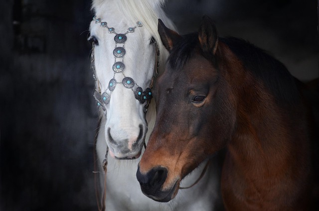 Lead Ropes Elevate: Supporting Australian Craftsmanship with Cam’s Cords and Horse Leads