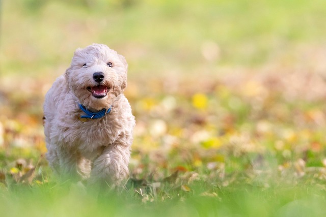 Paw4paws Dog Grooming Albury: Affordable, Professional Care for Your Pet