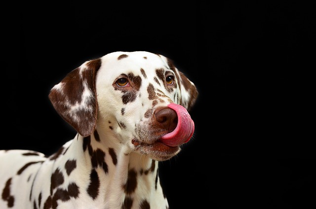 Paw4paws: Transforming Traumatized Pets Through Specialized Grooming