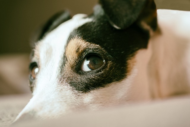 Paw4paws Dog Grooming Albury: Top Customer Picks and Tips