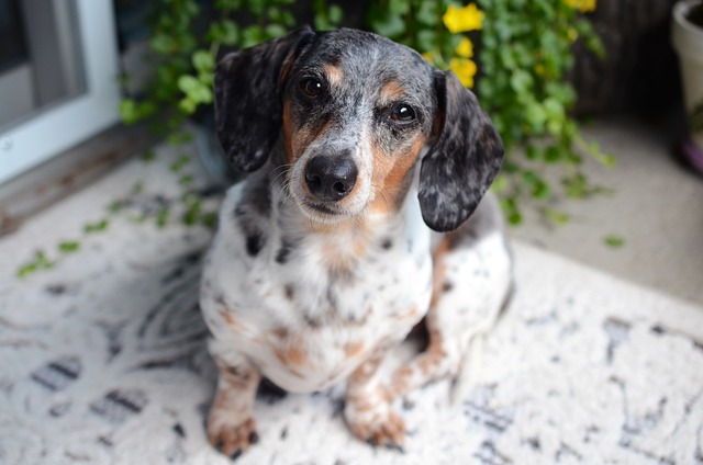 Paw4Paws: Professional Dog Nail Care in Albury