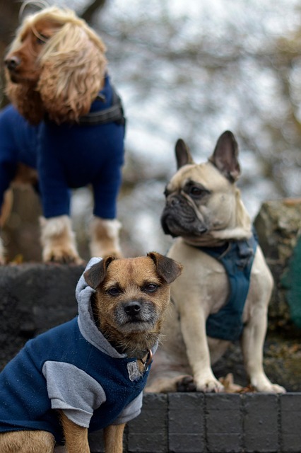 Paw4paws: Brighten Your Dog’s Coat with Top Albury Wodonga Grooming