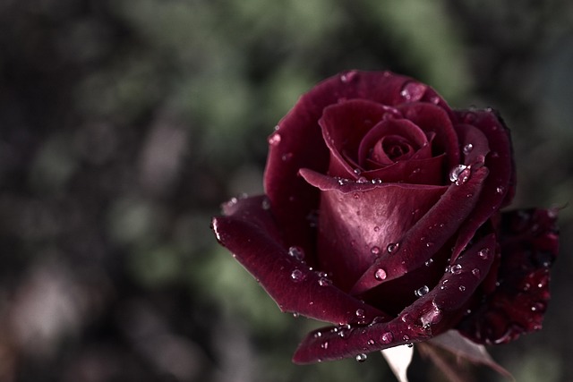 Pet Cremation Services in Albury: Choosing the Right Funeral Home