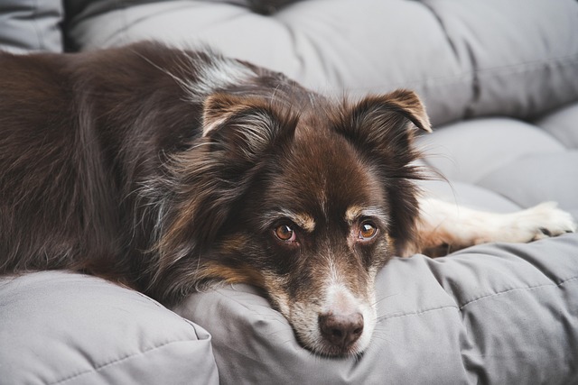 Paw4paws: Personalized Mobile Dog Grooming for Albury’s Large Breeds