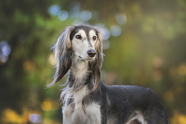 Grooming Disabled Pets: Professional Care for Special Needs Animals