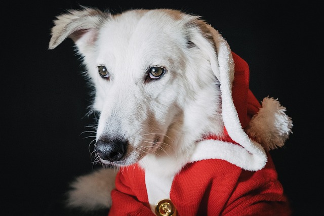 Paw4Paws Dog Groomers: Brighten Light Coats with Expert-Recommended Shampoo