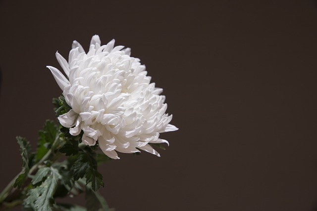 Prepaid Funerals: Secure Peace of Mind, Personalize Final Sentiments