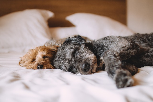 Paw4Paws Dog Groomers: Navigating Hypoallergenic & Medicated Shampoo Solutions