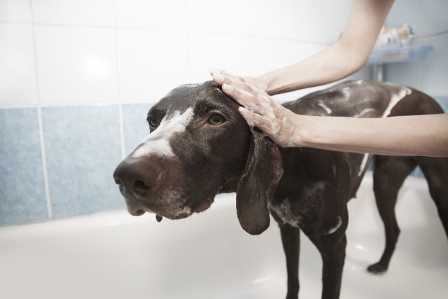 Trusted Dog Concierge Offers Proven White Shampoo for Radiant Light Coats